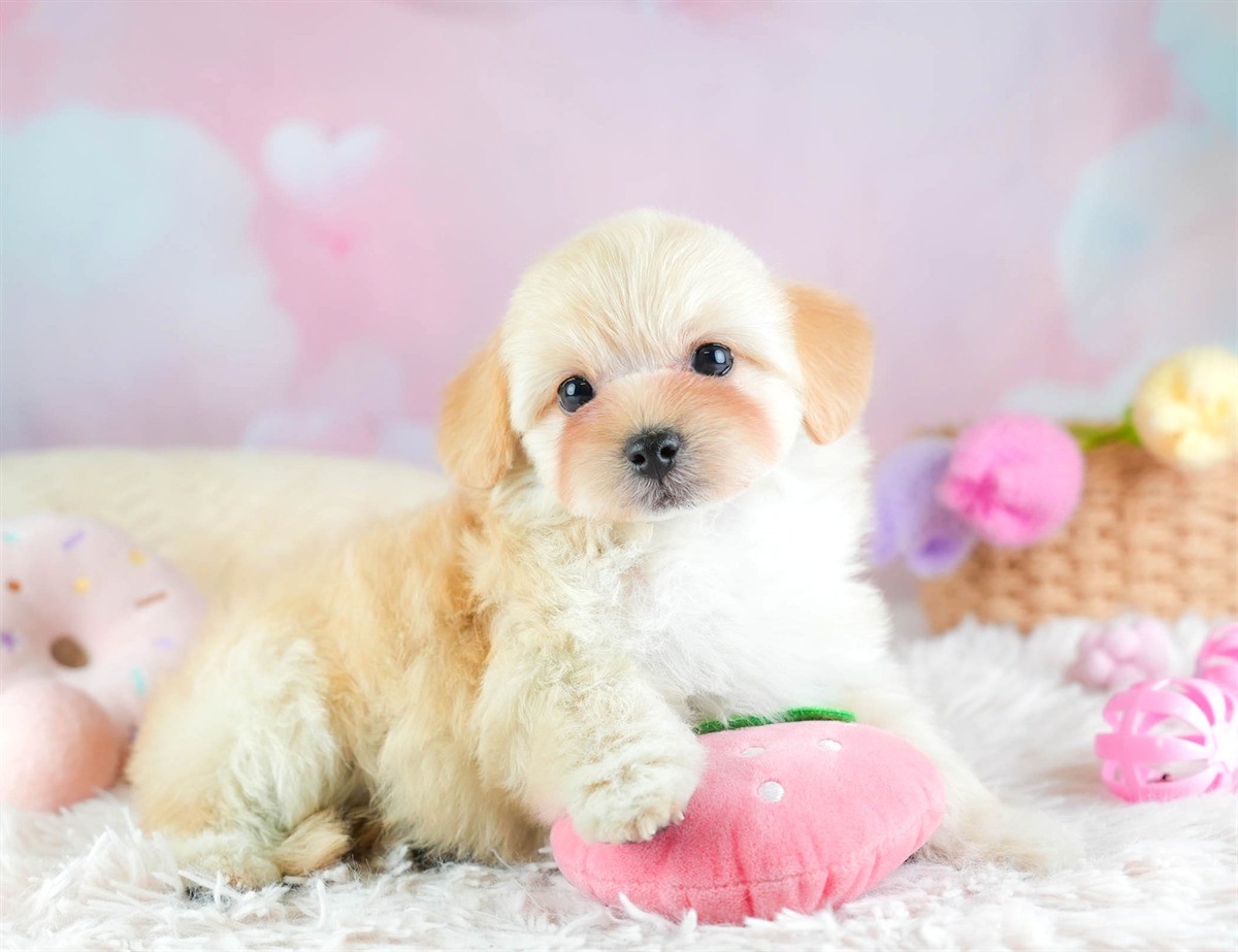 マルプー | 男の子 | アプリコット | 2026年2月7日