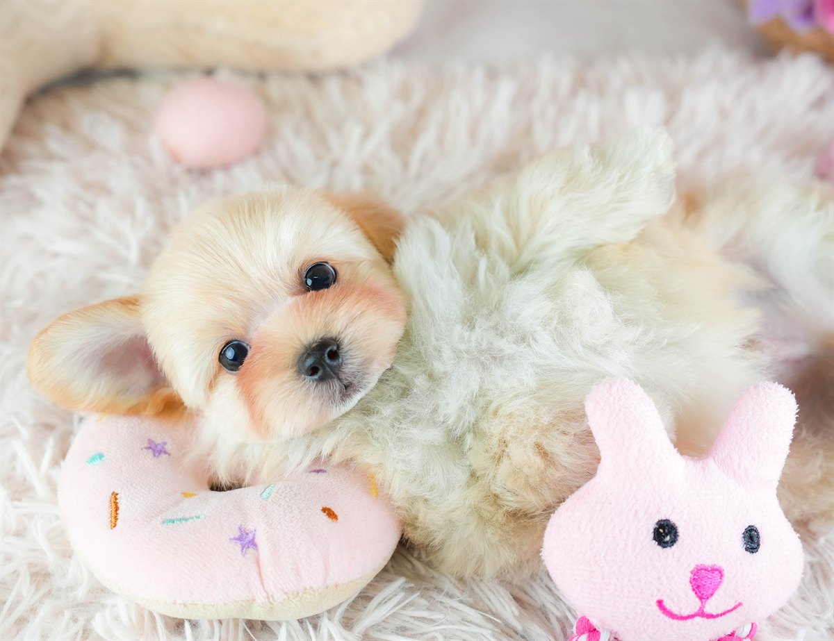 マルプー | 男の子 | アプリコット | 2026年2月7日