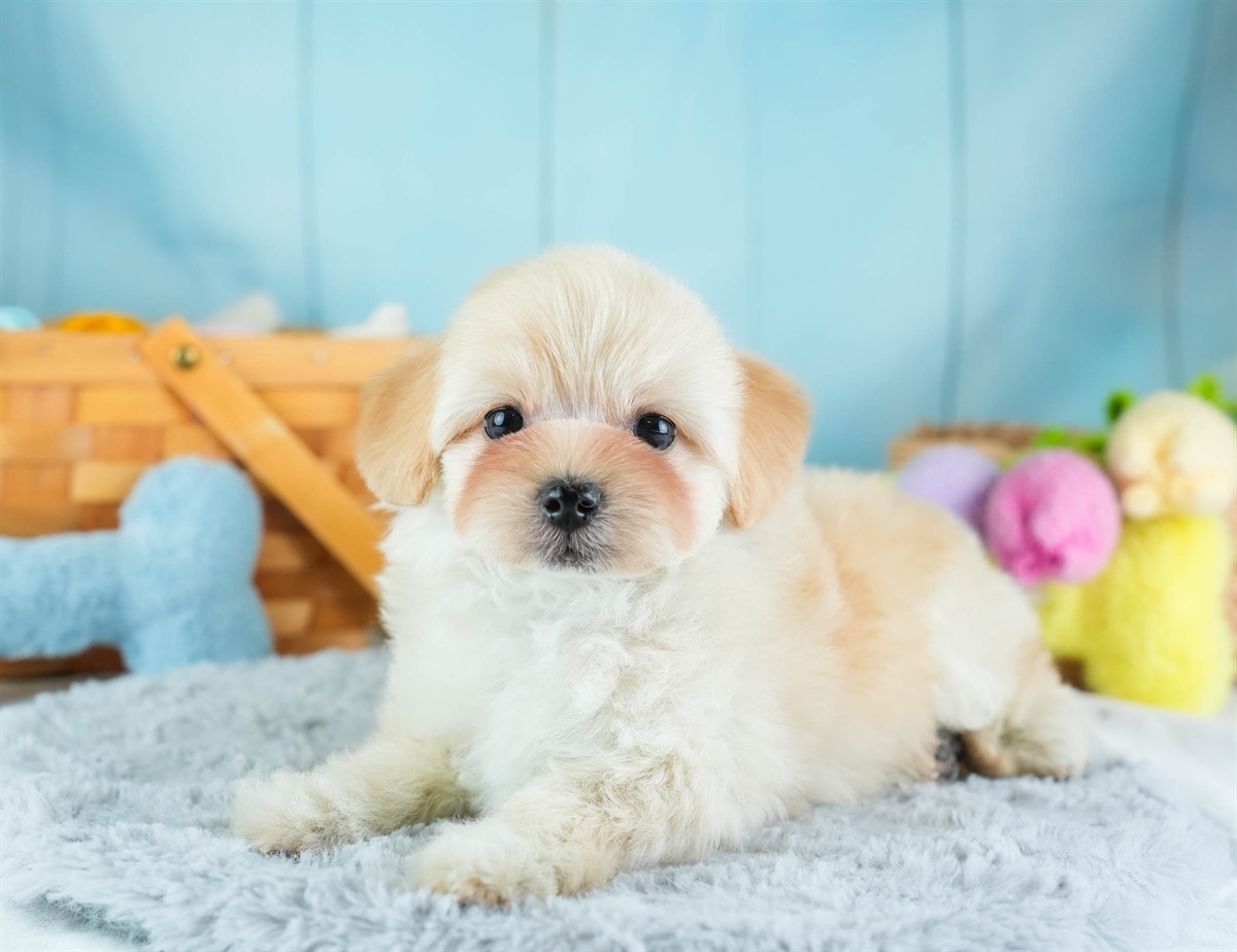 マルプー | 男の子 | アプリコット | 2026年2月7日