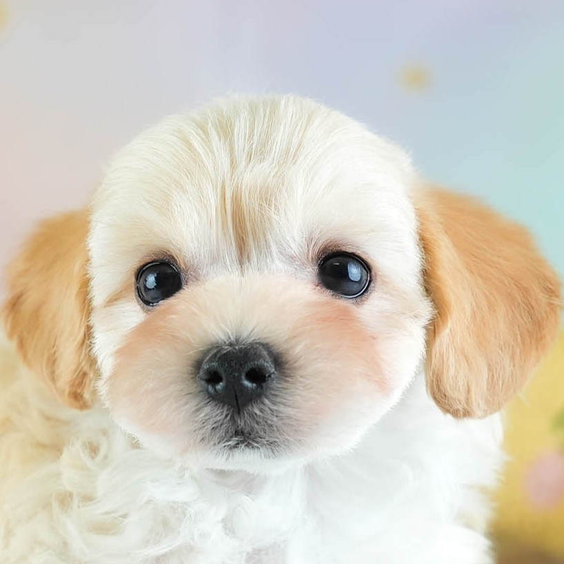 マルプー | 男の子 | アプリコット | 2026年2月7日