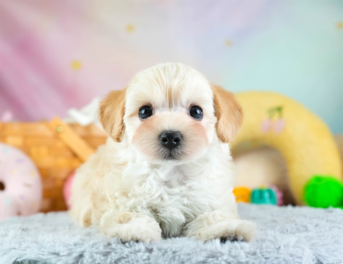 マルプー | 男の子 | アプリコット | 2026年2月7日