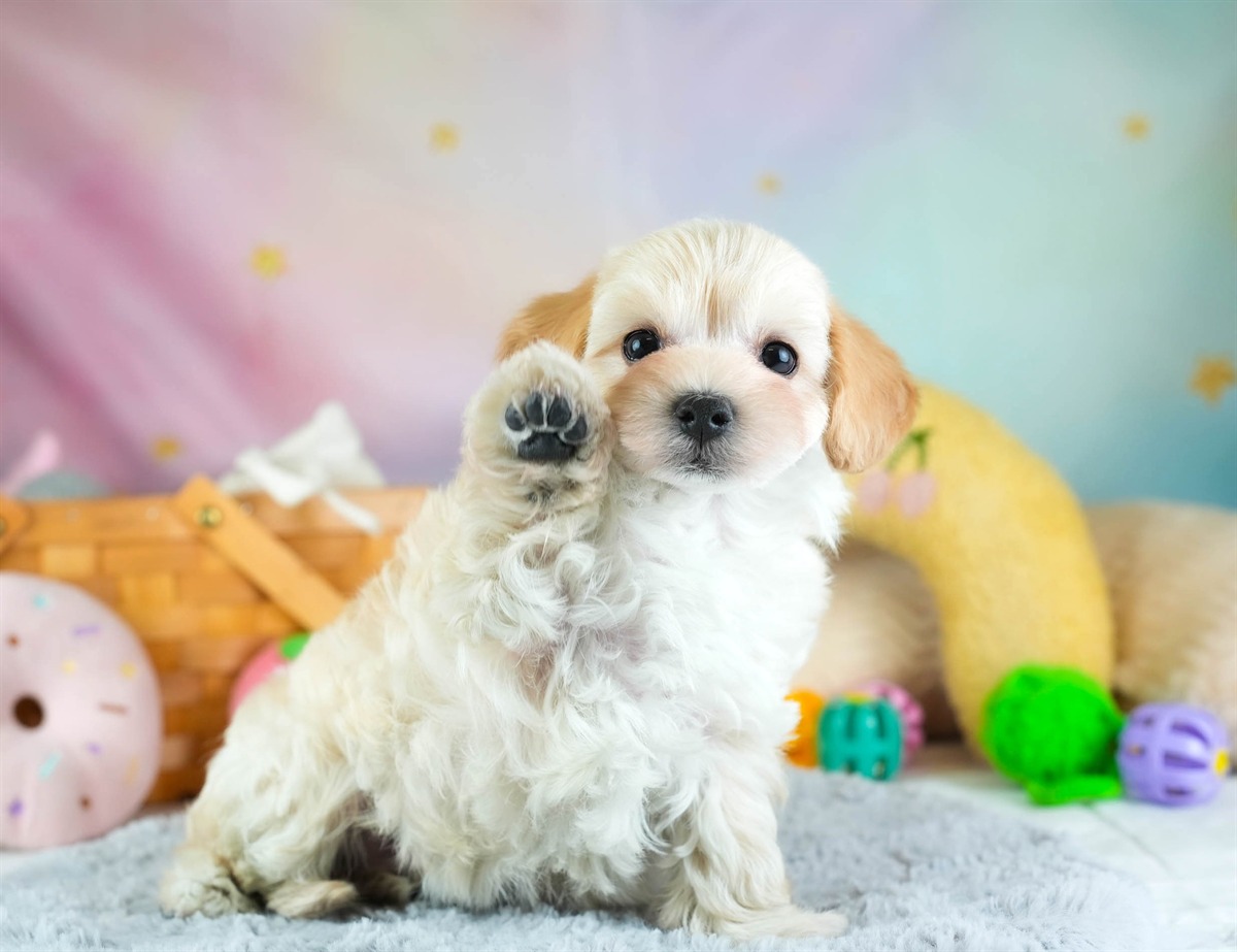 マルプー | 男の子 | アプリコット | 2026年2月7日