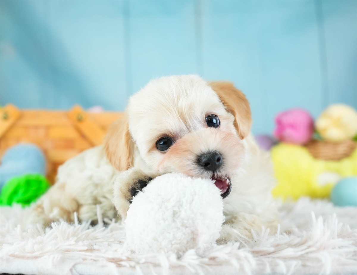 マルプー | 男の子 | アプリコット | 2026年2月7日