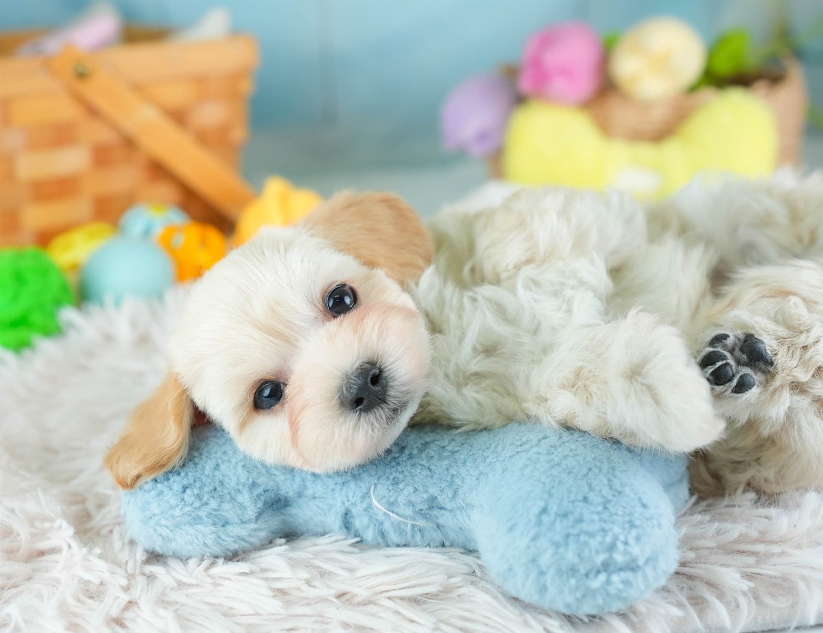 マルプー | 男の子 | アプリコット | 2026年2月7日