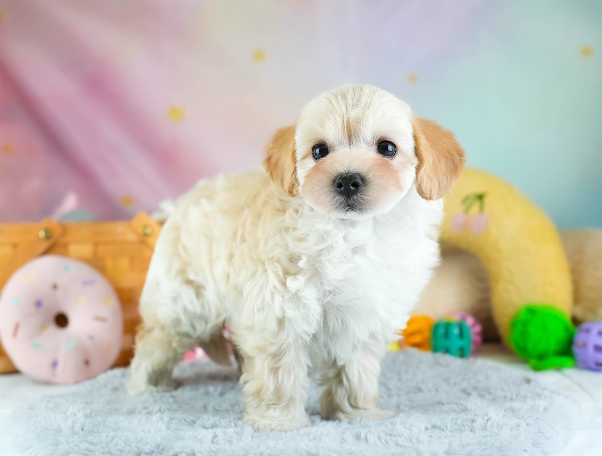 マルプー | 男の子 | アプリコット | 2026年2月7日