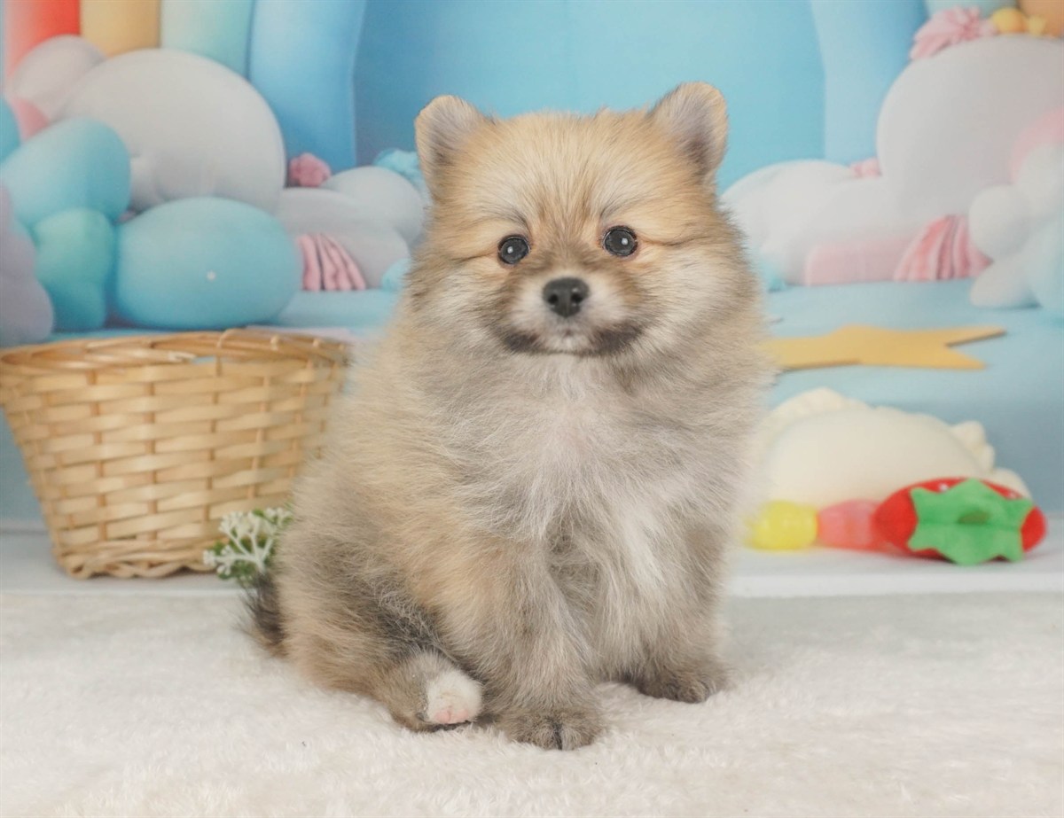 ポメラニアン | 男の子 | オレンジ | 2026年2月9日