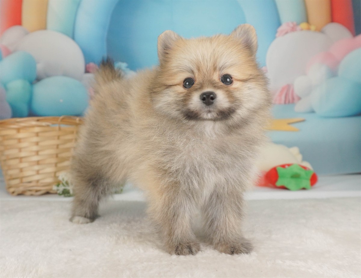 ポメラニアン | 男の子 | オレンジ | 2026年2月9日