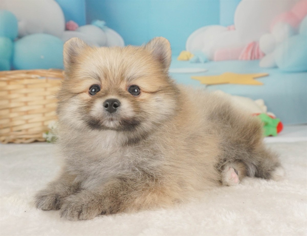 ポメラニアン | 男の子 | オレンジ | 2026年2月9日