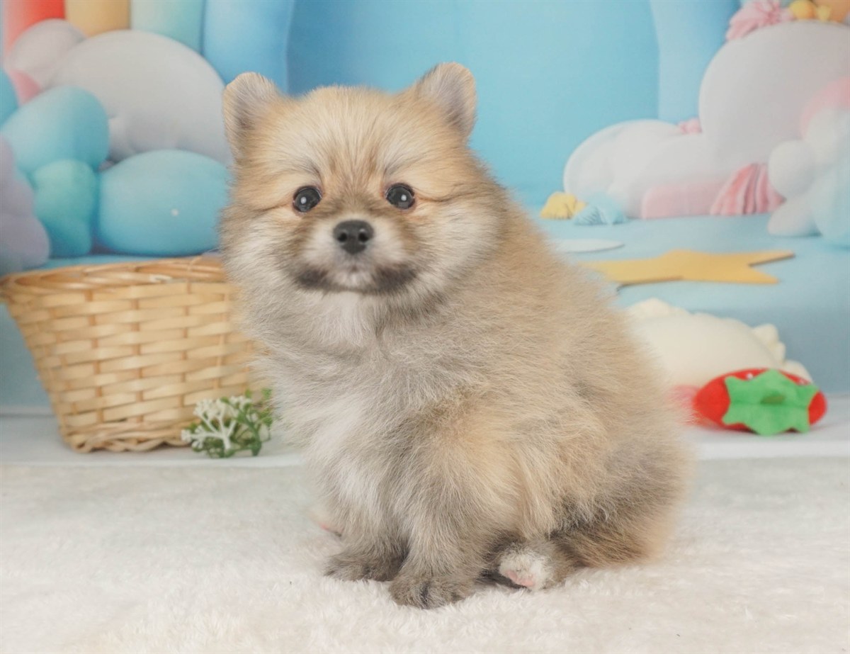 ポメラニアン | 男の子 | オレンジ | 2026年2月9日