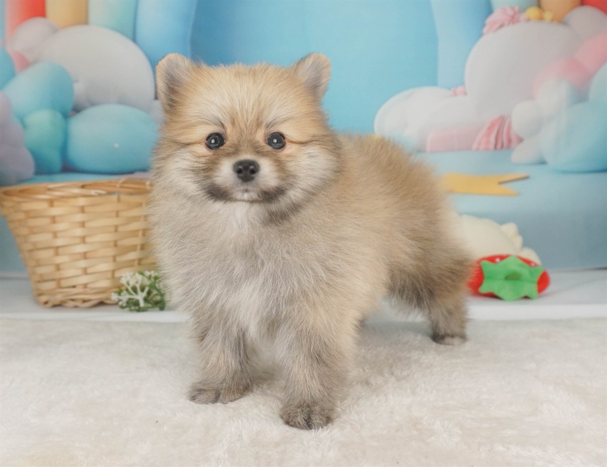 ポメラニアン | 男の子 | オレンジ | 2026年2月9日