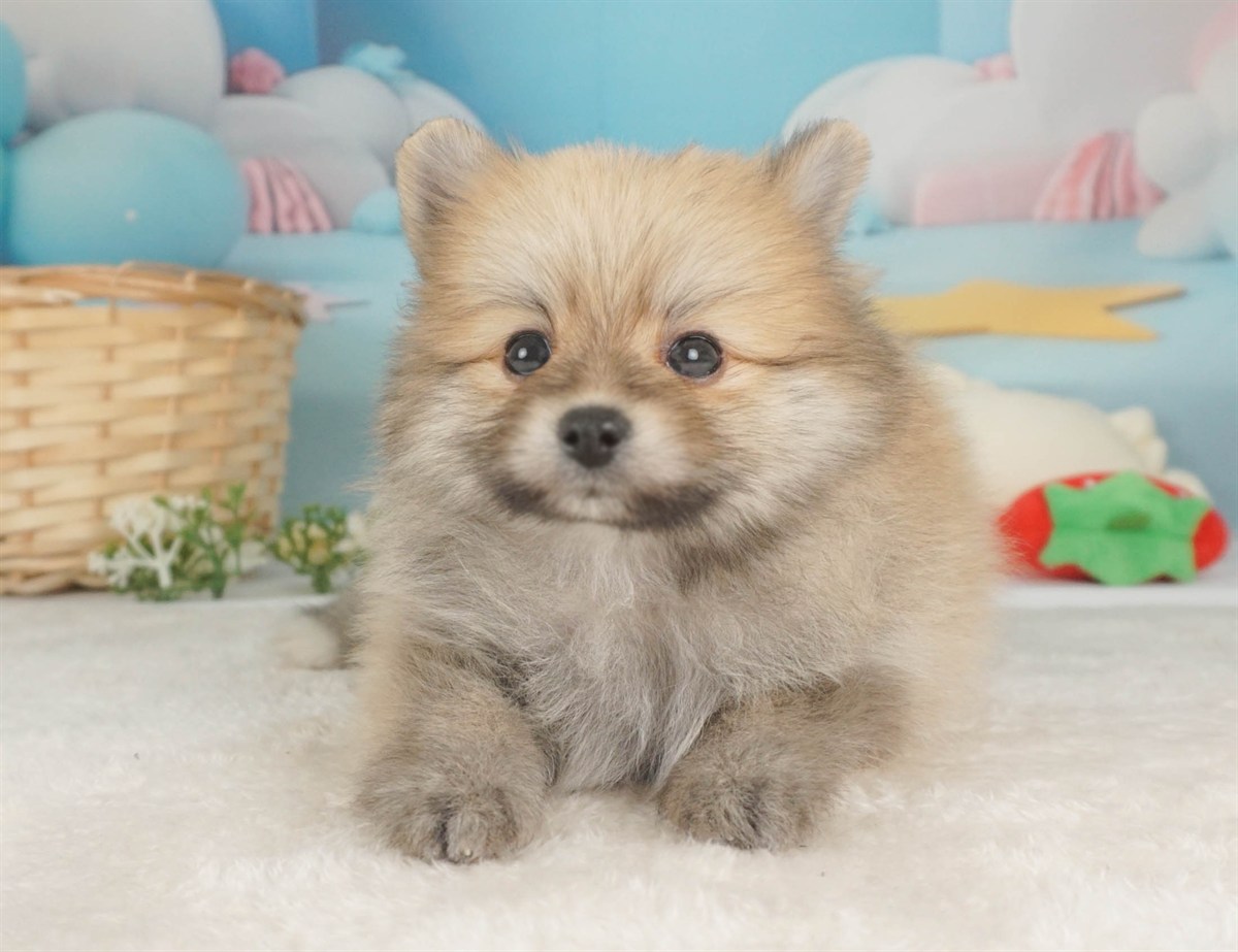 ポメラニアン | 男の子 | オレンジ | 2026年2月9日
