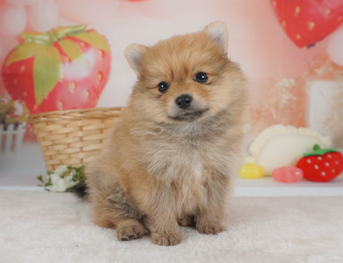 ポメラニアン | 男の子 | オレンジ | 2026年2月9日