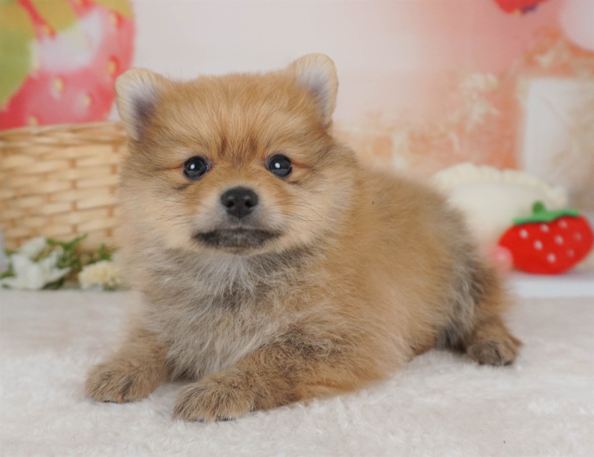 ポメラニアン | 男の子 | オレンジ | 2026年2月9日