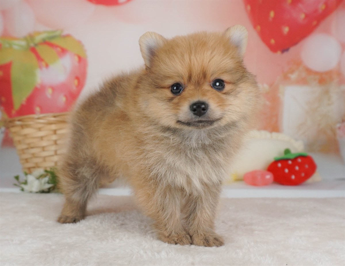 ポメラニアン | 男の子 | オレンジ | 2026年2月9日