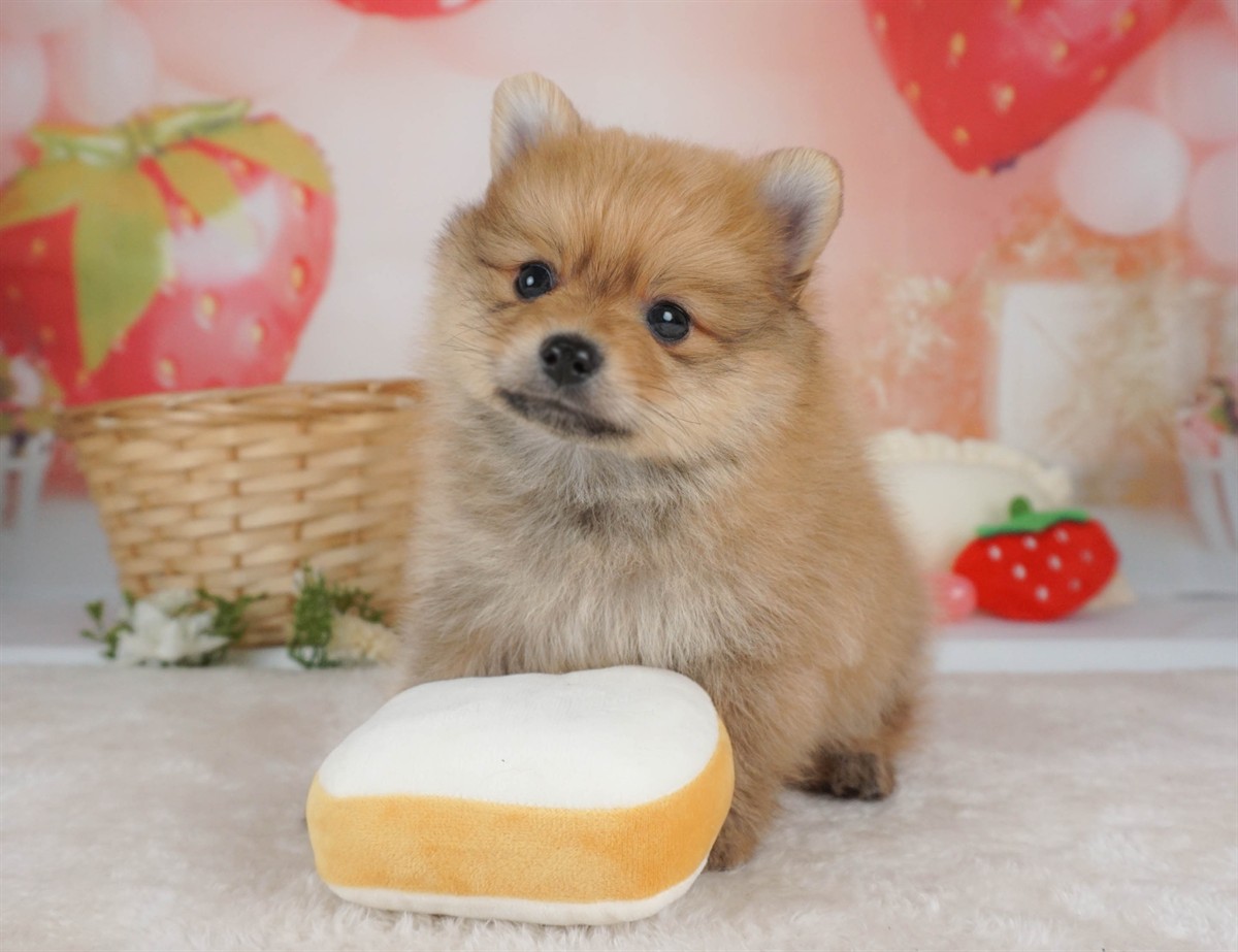 ポメラニアン | 男の子 | オレンジ | 2026年2月9日