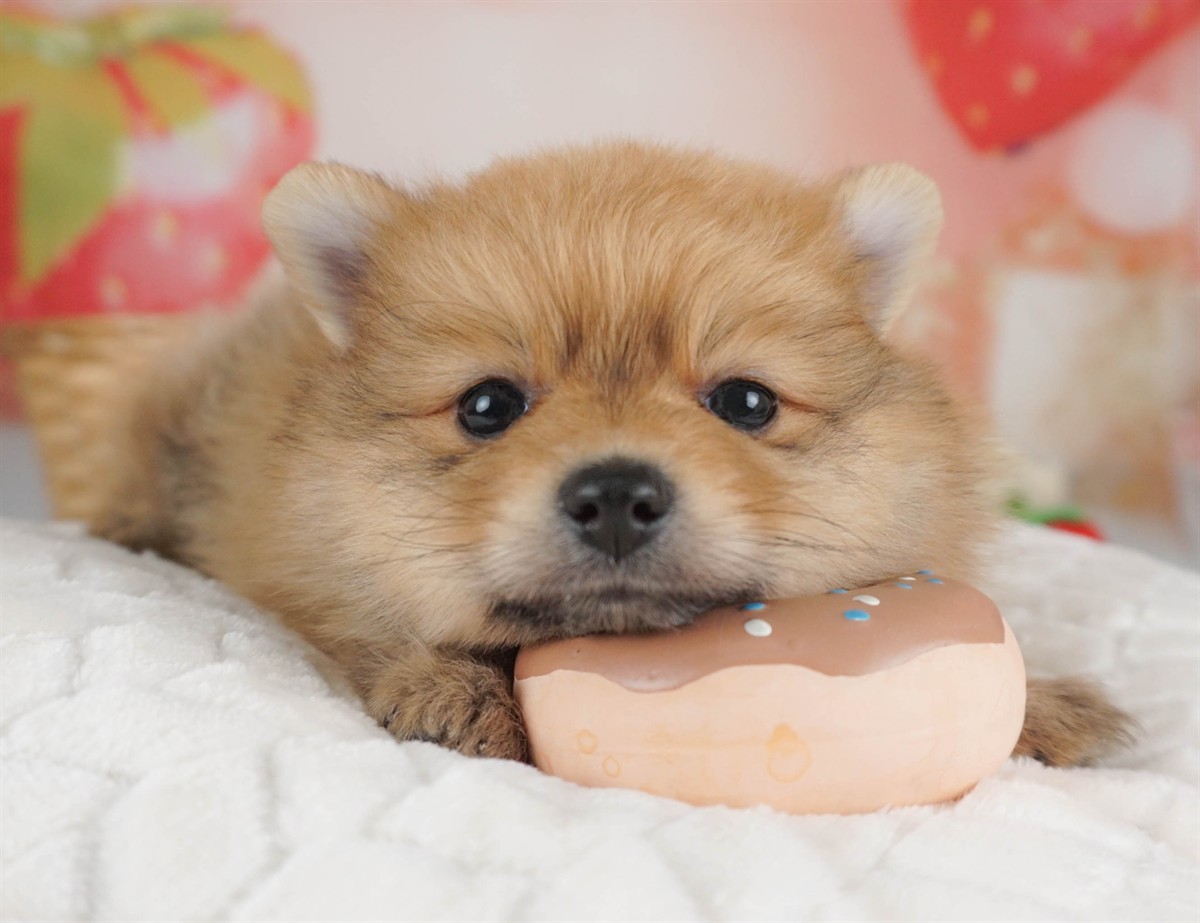 ポメラニアン | 男の子 | オレンジ | 2026年2月9日