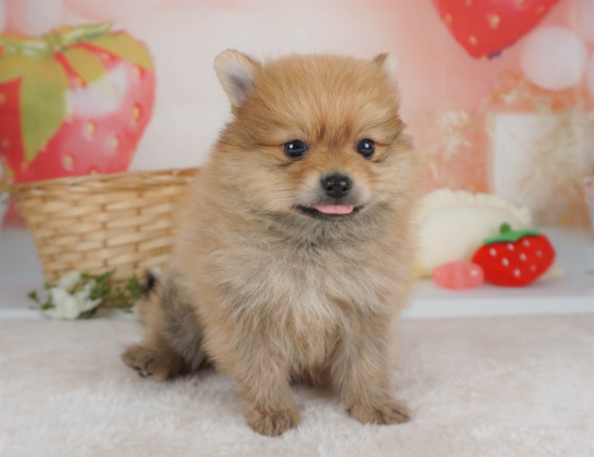 ポメラニアン | 男の子 | オレンジ | 2026年2月9日