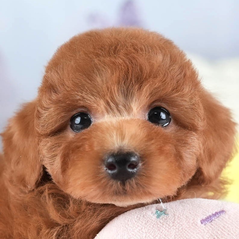 トイ・プードル | 女の子 | レッド | 2026年2月10日