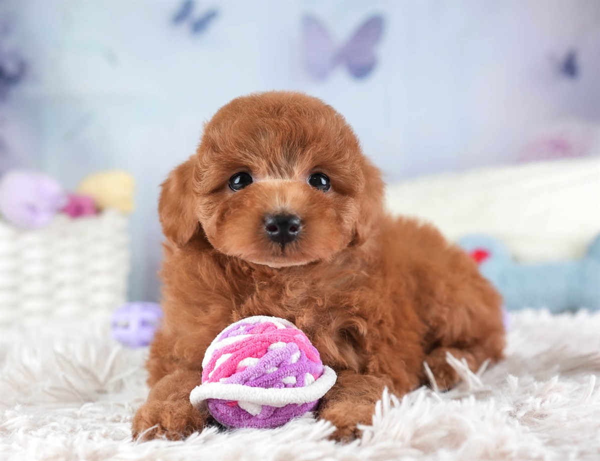 トイ・プードル | 女の子 | レッド | 2026年2月10日