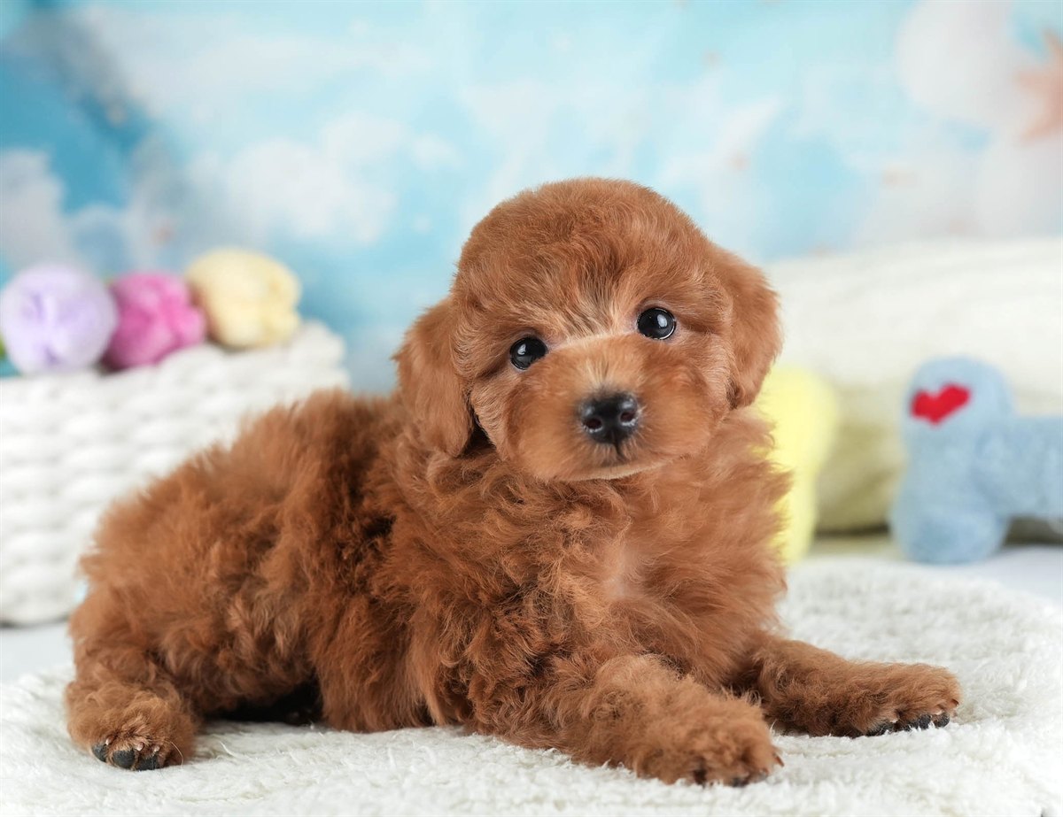 トイ・プードル | 女の子 | レッド | 2026年2月10日