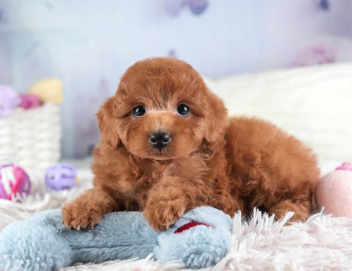 トイ・プードル | 女の子 | レッド | 2026年2月10日