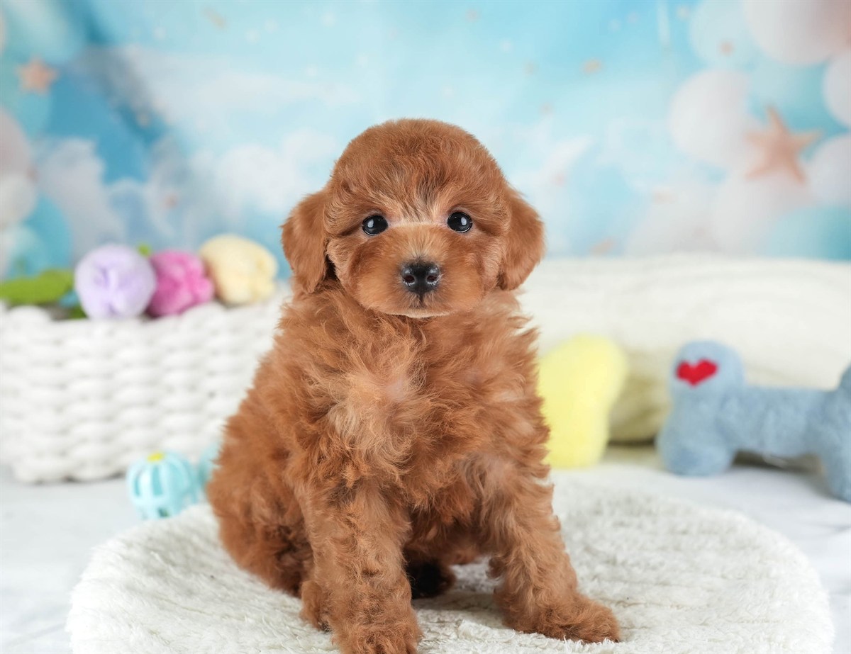 トイ・プードル | 女の子 | レッド | 2026年2月10日