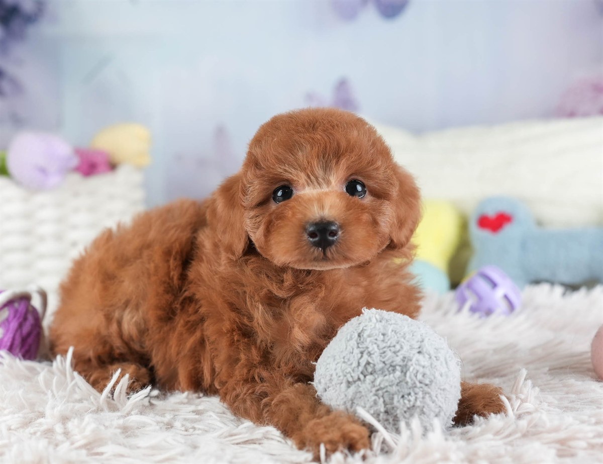 トイ・プードル | 女の子 | レッド | 2026年2月10日