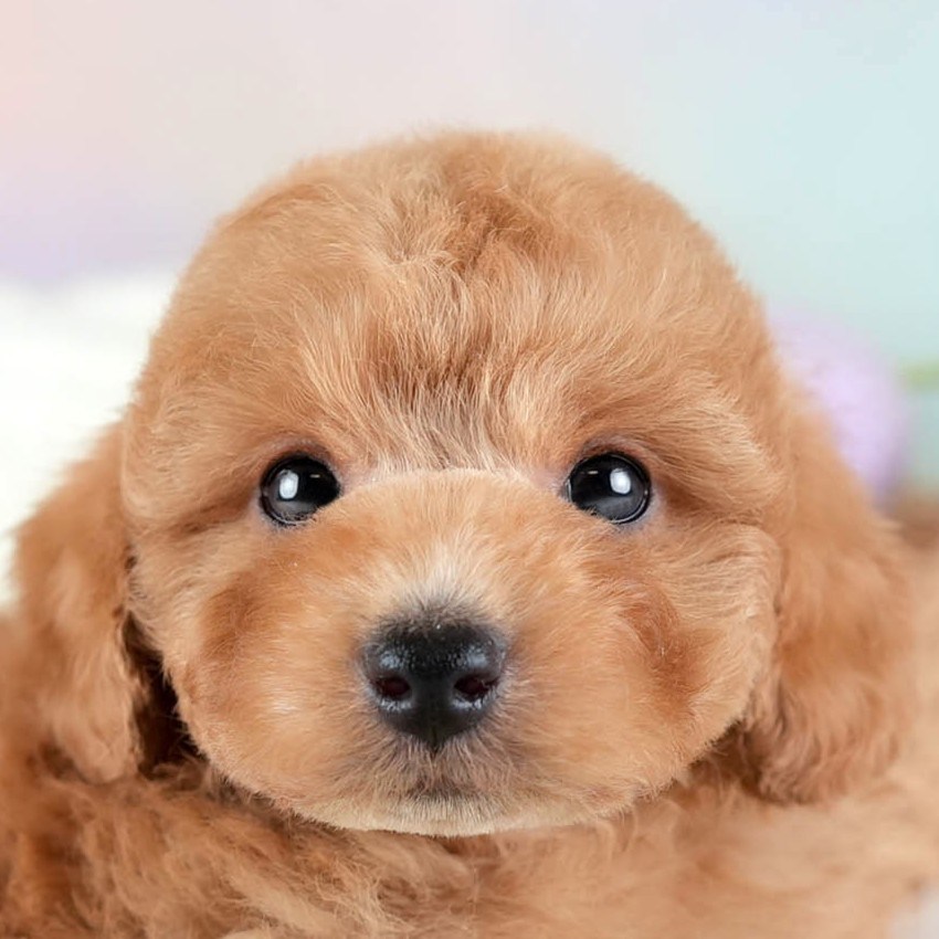 トイ・プードル | 男の子 | レッド | 2026年2月10日