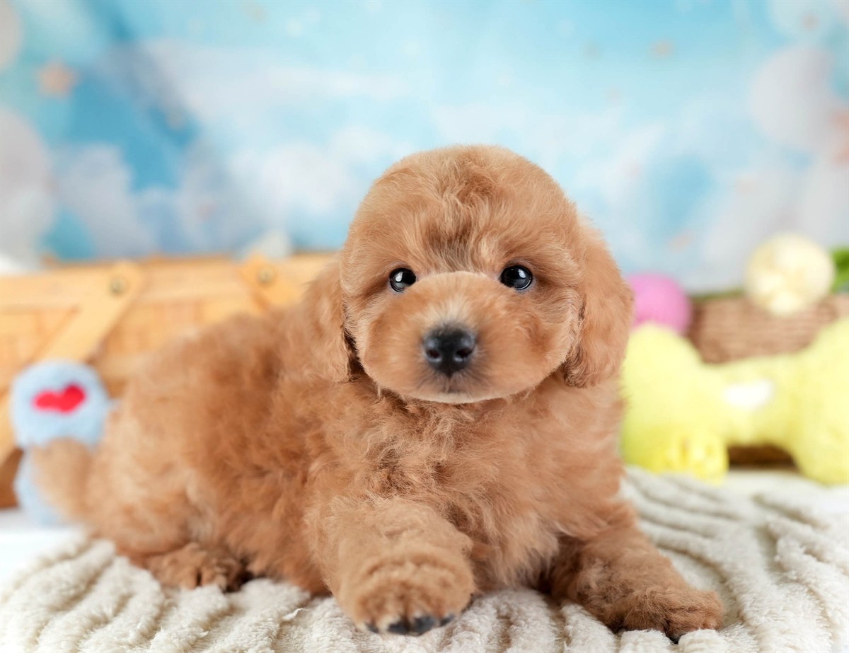 トイ・プードル | 男の子 | レッド | 2026年2月10日