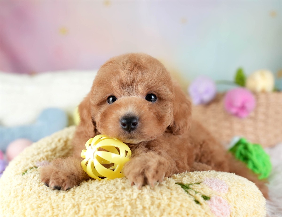 トイ・プードル | 男の子 | レッド | 2026年2月10日