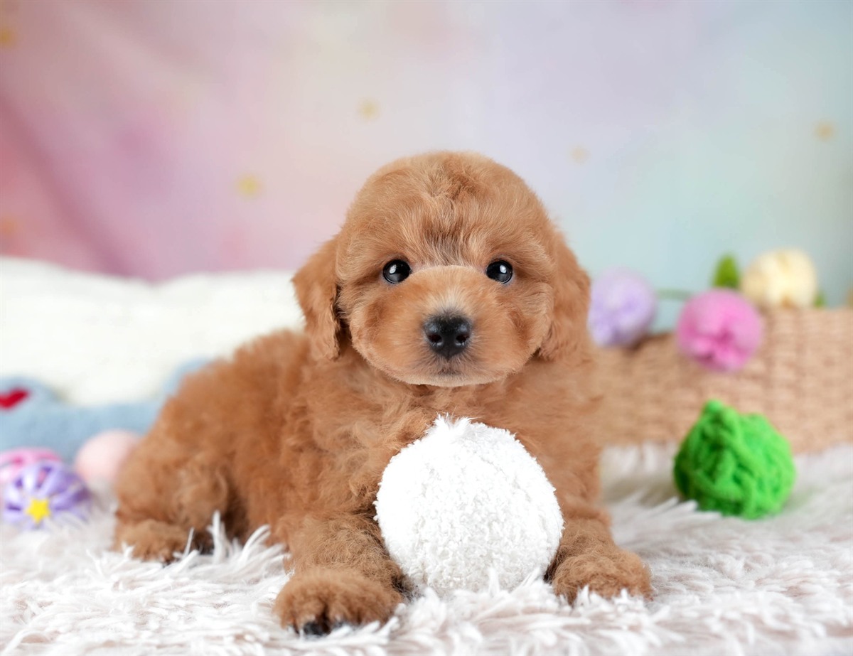 トイ・プードル | 男の子 | レッド | 2026年2月10日