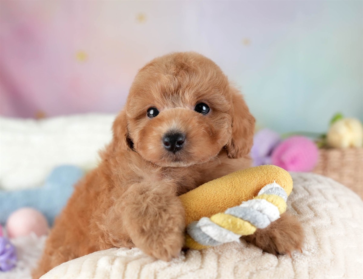 トイ・プードル | 男の子 | レッド | 2026年2月10日