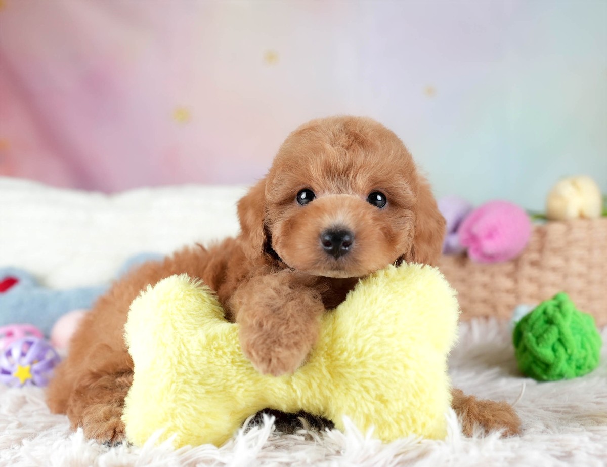 トイ・プードル | 男の子 | レッド | 2026年2月10日