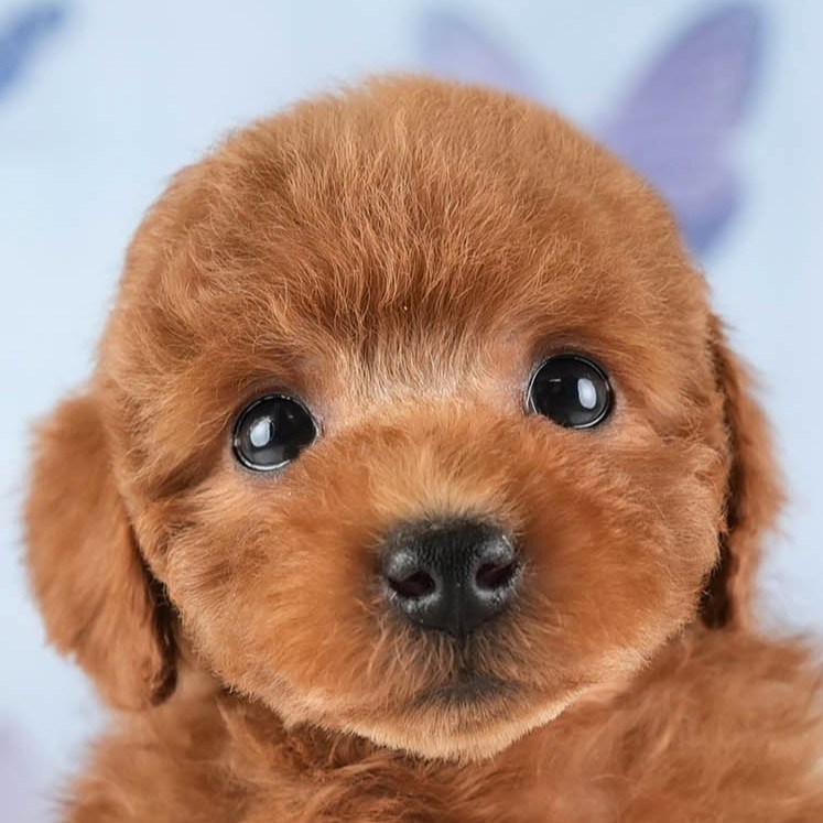 トイ・プードル | 男の子 | レッド | 2026年2月10日