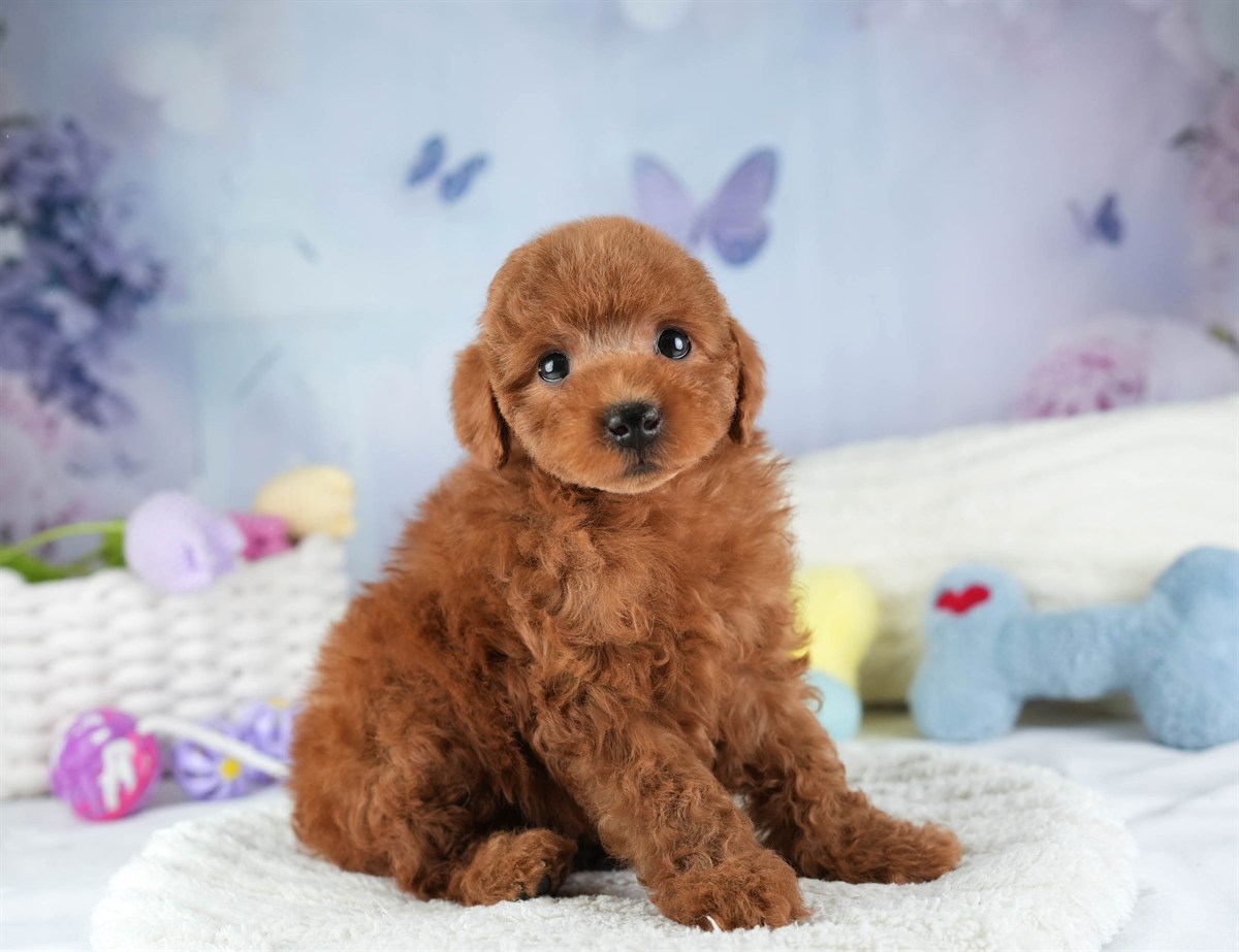 トイ・プードル | 男の子 | レッド | 2026年2月10日