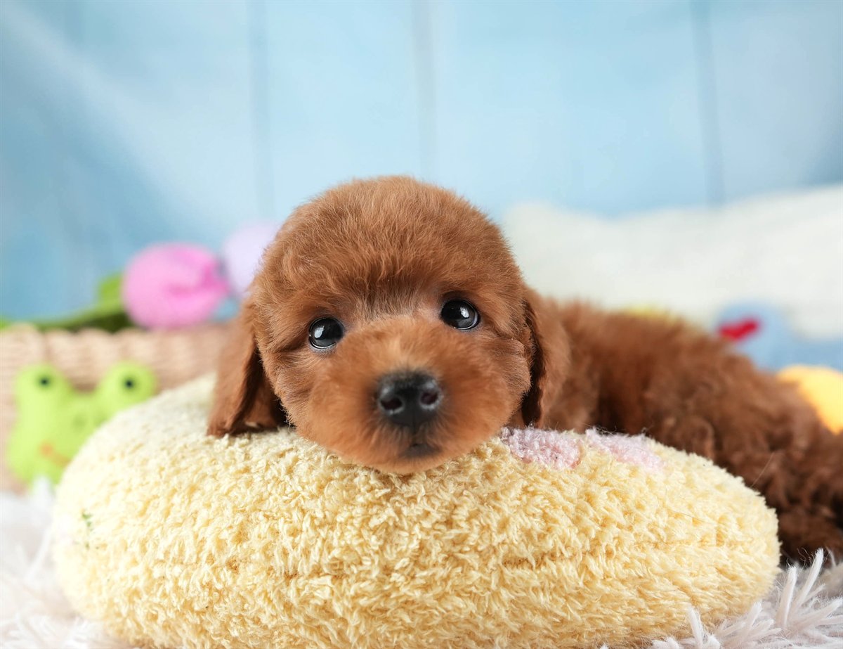 トイ・プードル | 男の子 | レッド | 2026年2月10日