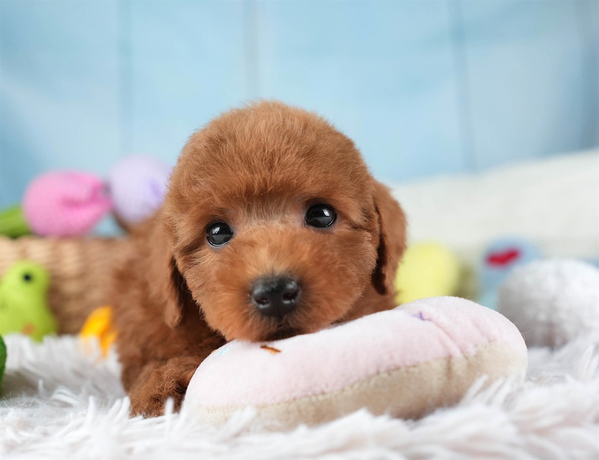 トイ・プードル | 男の子 | レッド | 2026年2月10日