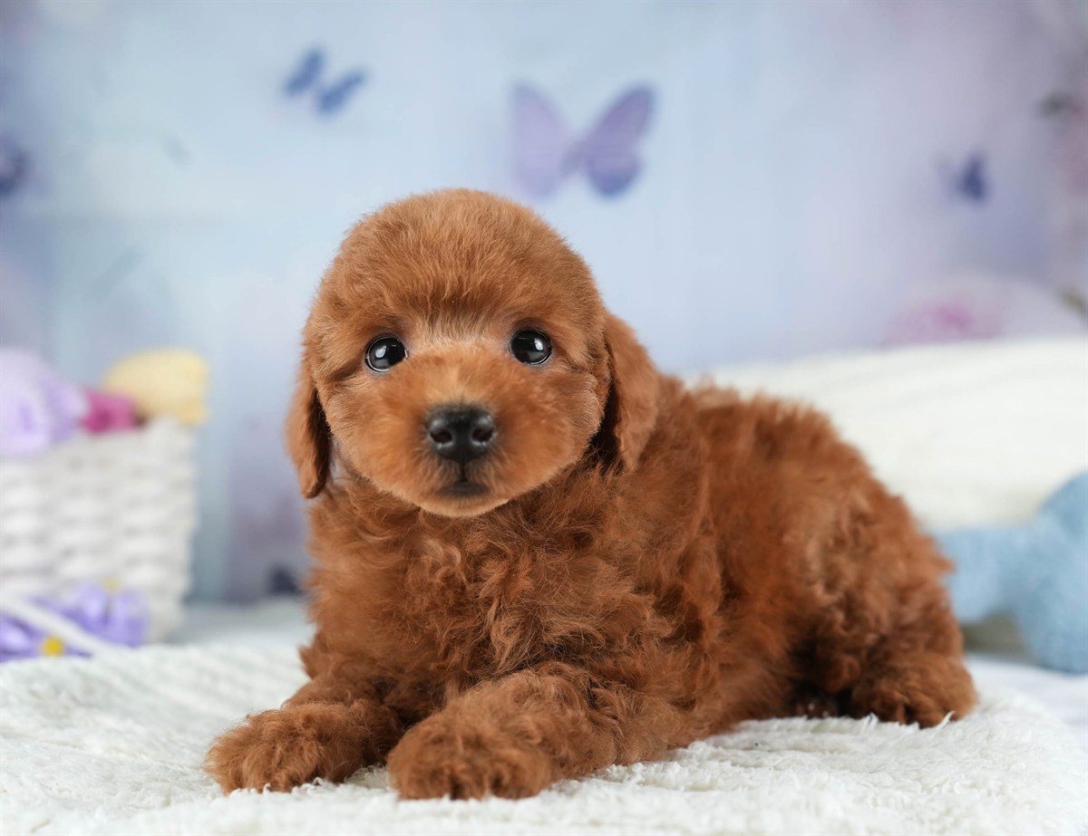 トイ・プードル | 男の子 | レッド | 2026年2月10日