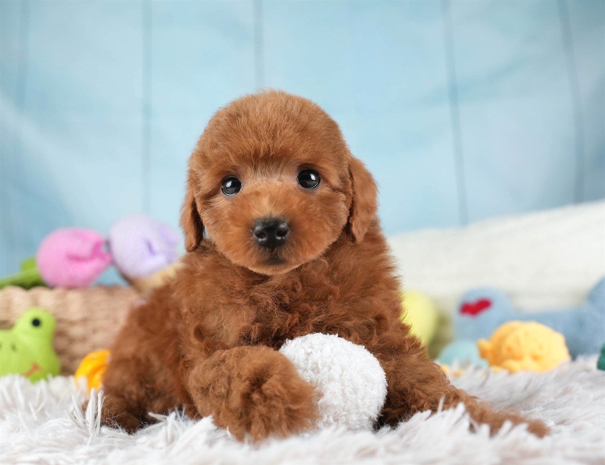 トイ・プードル | 男の子 | レッド | 2026年2月10日