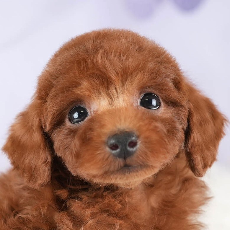 トイ・プードル | 男の子 | レッド | 2026年2月10日