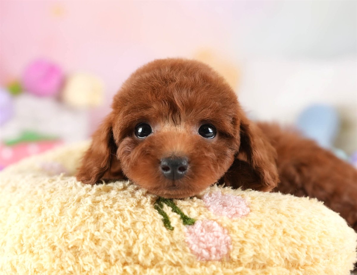 トイ・プードル | 男の子 | レッド | 2026年2月10日