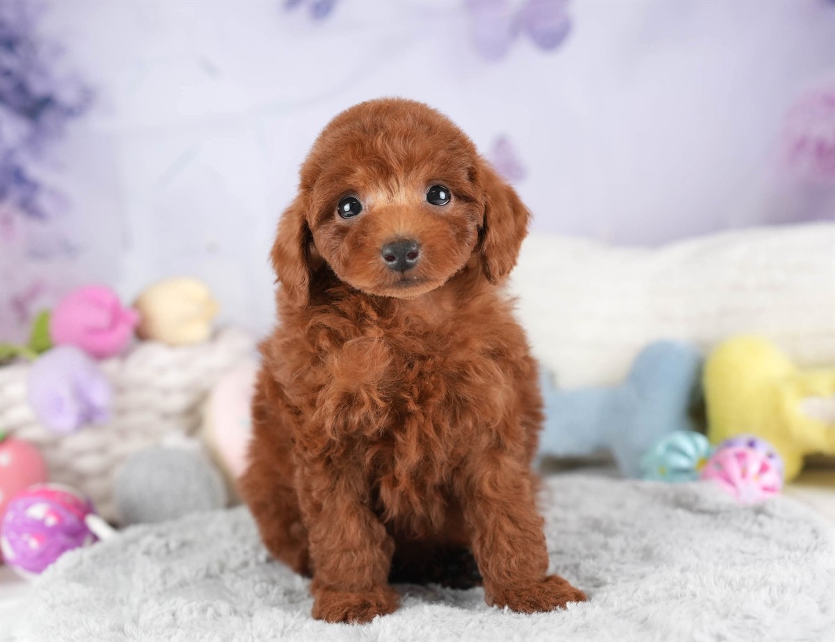 トイ・プードル | 男の子 | レッド | 2026年2月10日