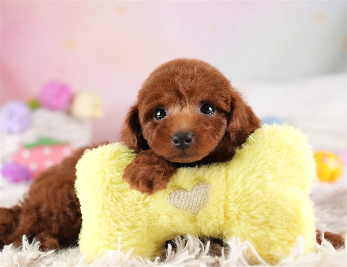 トイ・プードル | 男の子 | レッド | 2026年2月10日