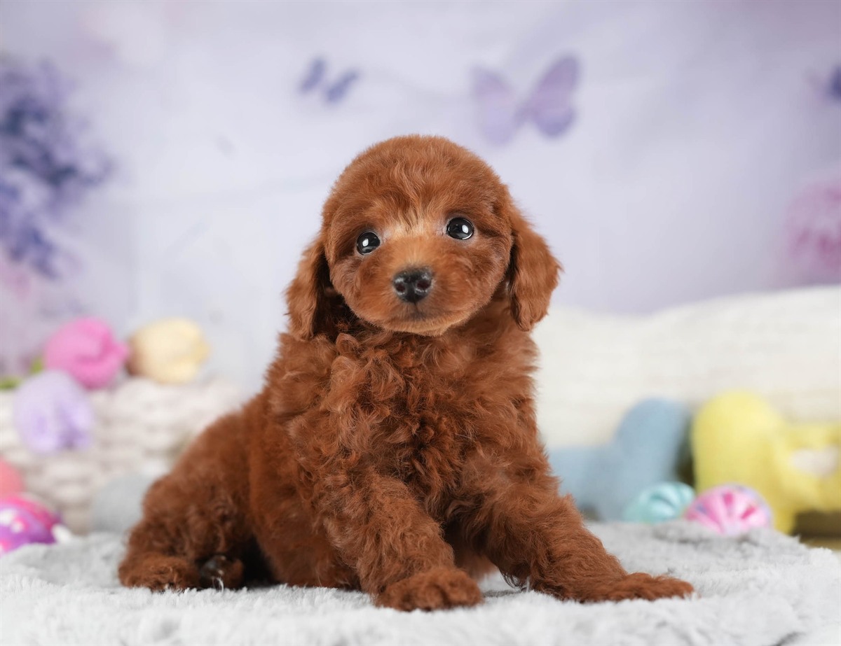 トイ・プードル | 男の子 | レッド | 2026年2月10日