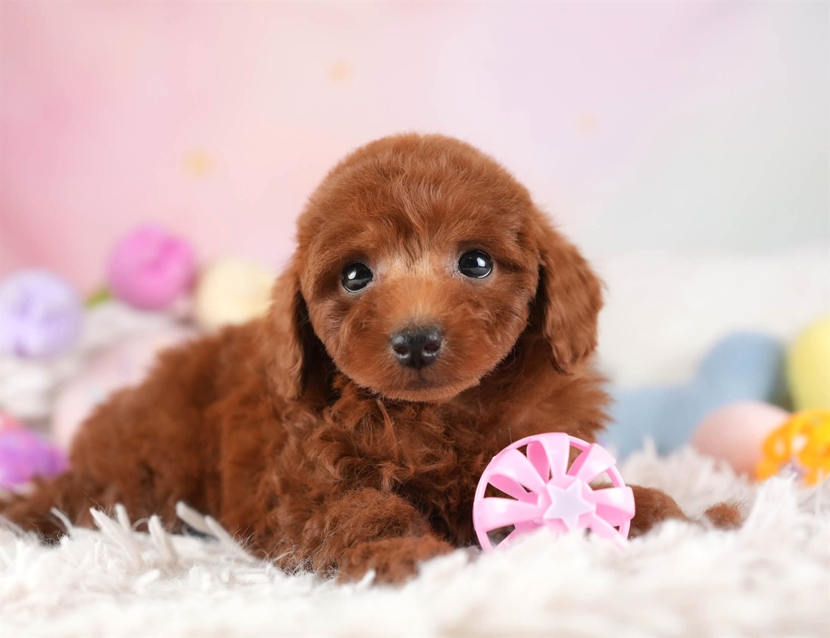 トイ・プードル | 男の子 | レッド | 2026年2月10日