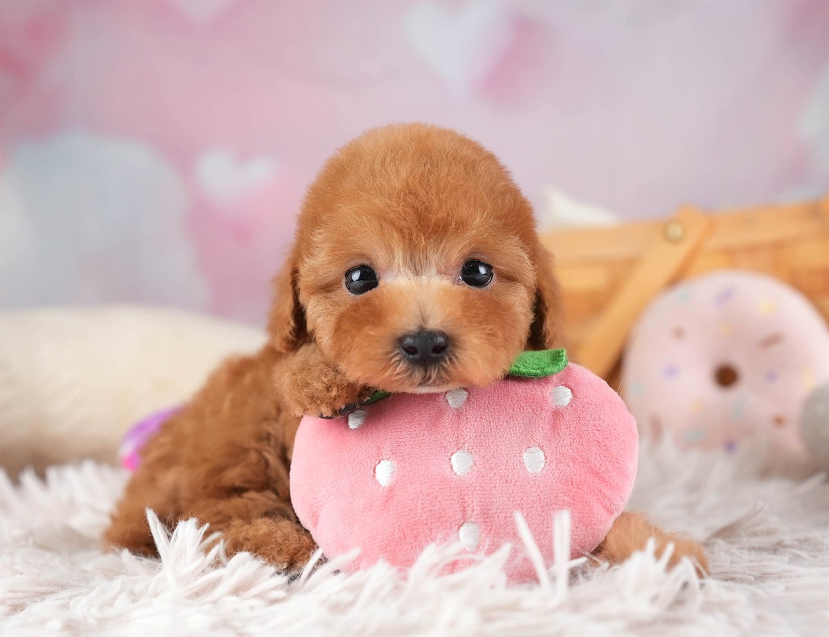 タイニー・プードル | 男の子 | レッド | 2026年2月10日