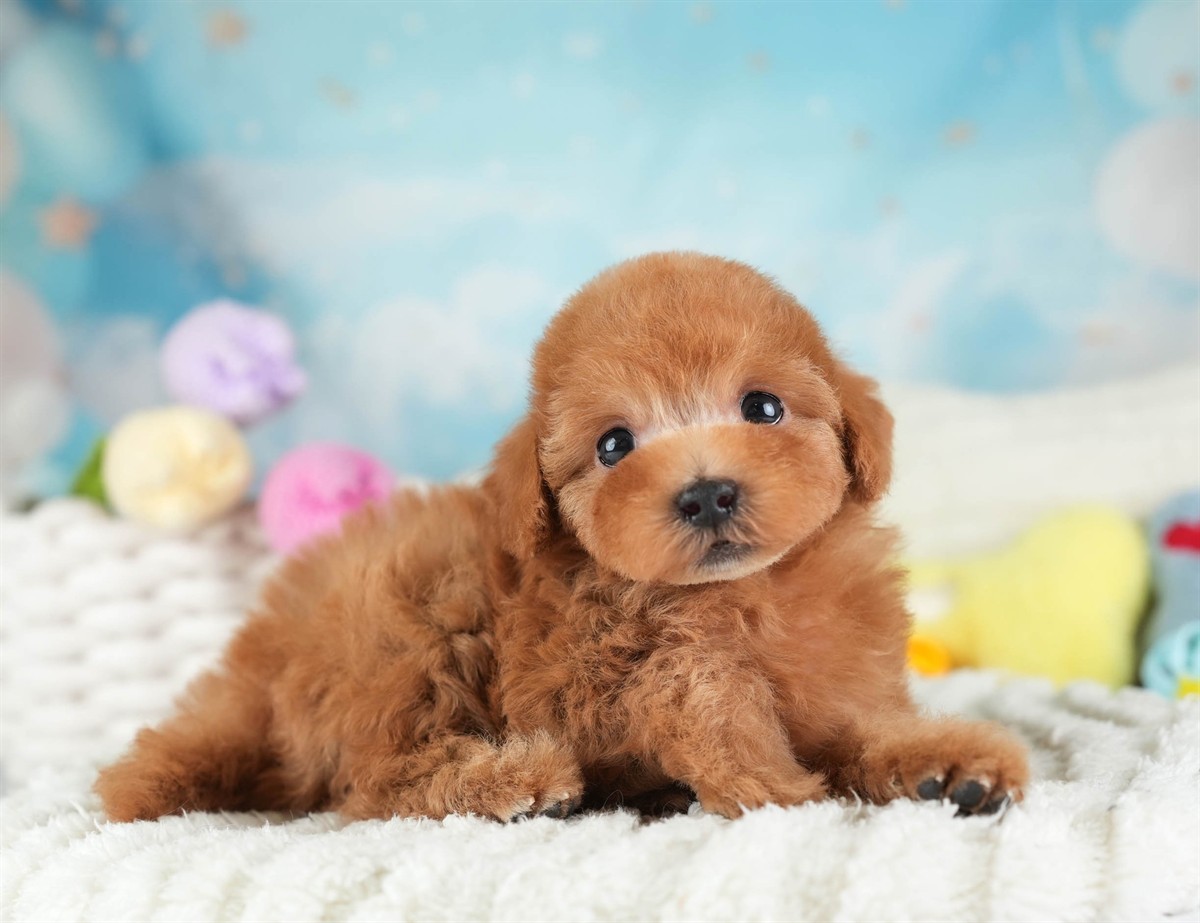 タイニー・プードル | 男の子 | レッド | 2026年2月10日