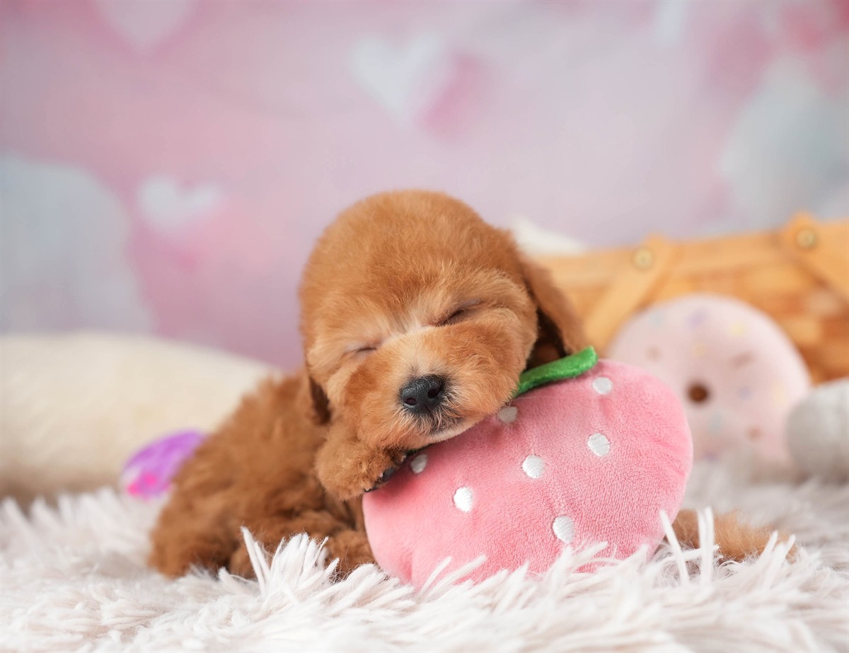 タイニー・プードル | 男の子 | レッド | 2026年2月10日