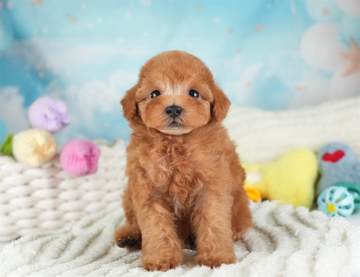 タイニー・プードル | 男の子 | レッド | 2026年2月10日