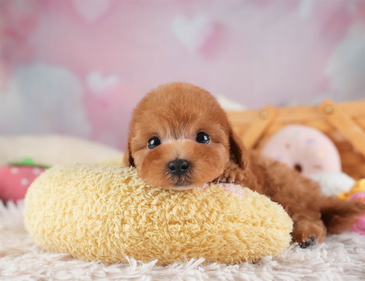 タイニー・プードル | 男の子 | レッド | 2026年2月10日